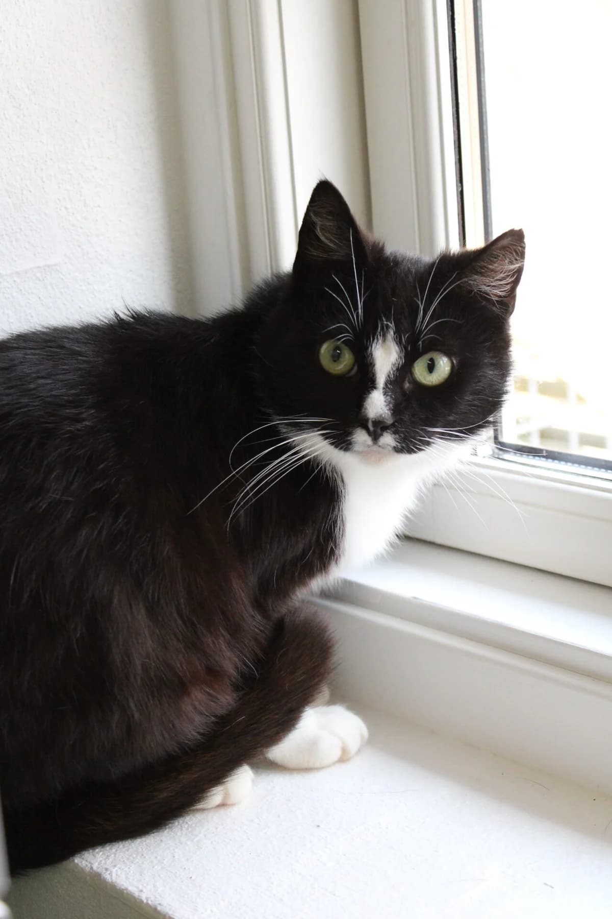 Agnete, female 3yo mixed breed for adoption at Kattens Vaern, Kattens Vaern
