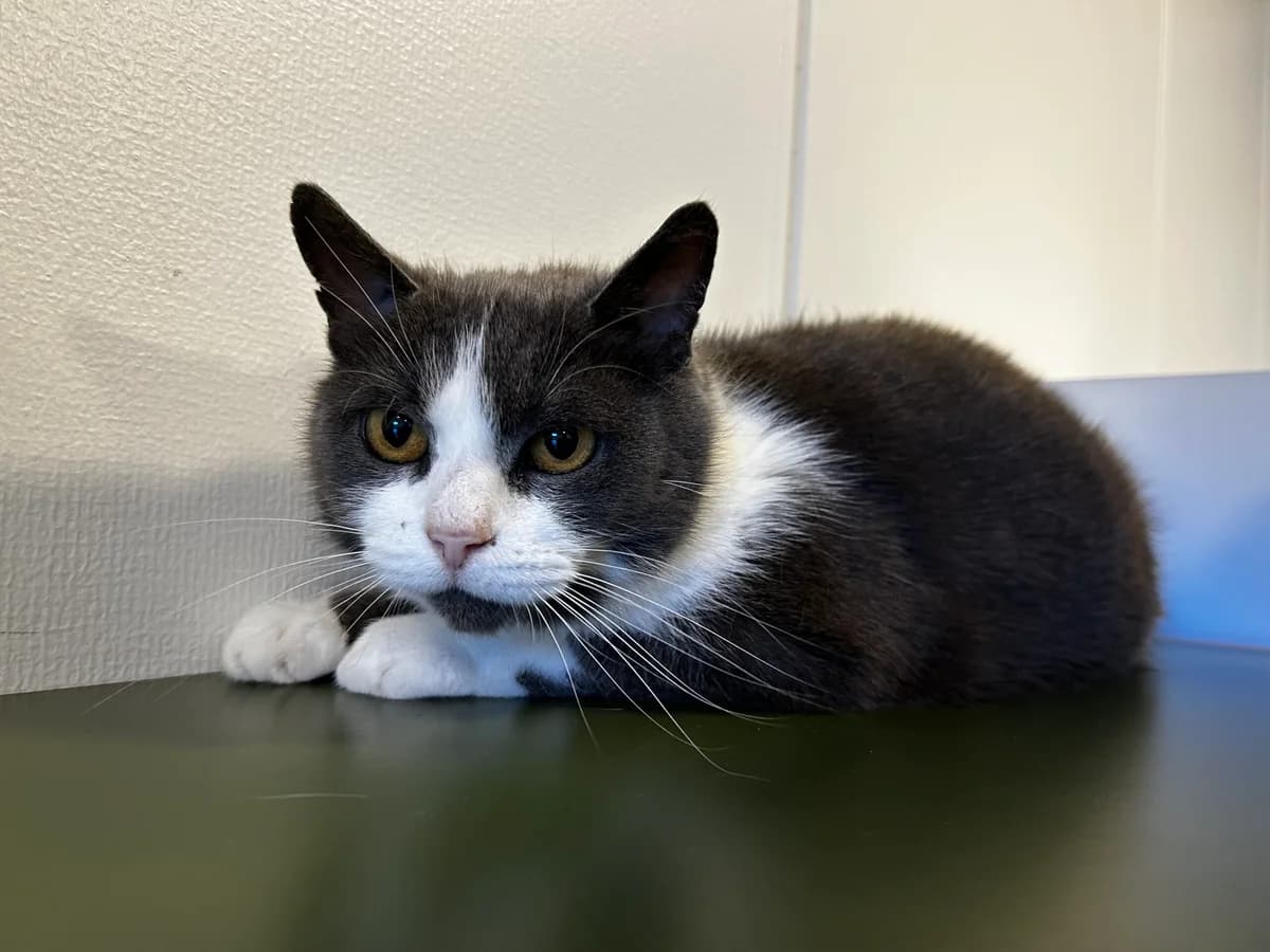 Ada, female 3yo Mixed Breed Cat for adoption at Kattens Vaern, Kattens Vaern