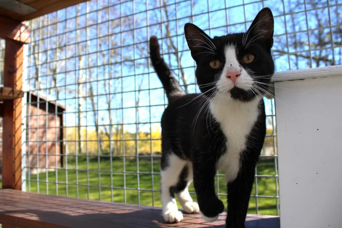 Jacques, male 3yo Mixed Breed Cat for adoption at Kattens Vaern, Kattens Vaern