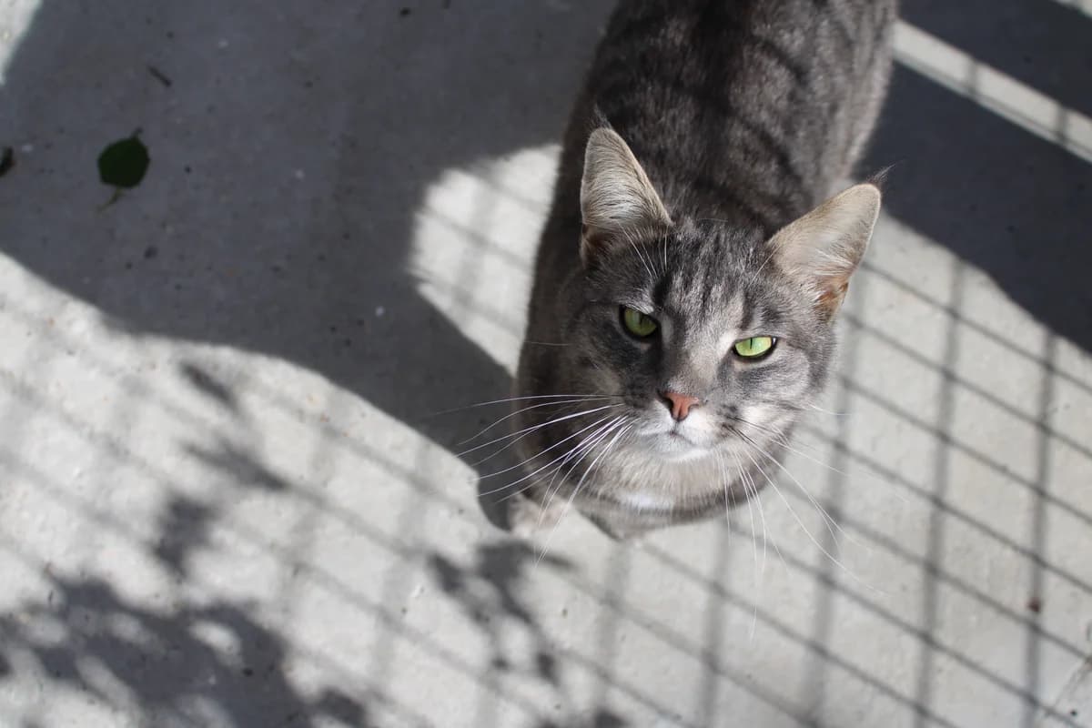 Billy, guld male 3yo Mixed Breed Cat for adoption at Kattens Vaern, Kattens Vaern