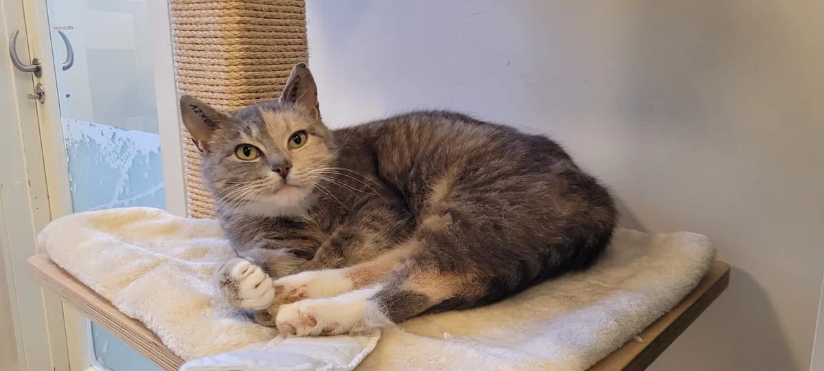 Frk. Smilla,  3yo Mixed Breed Cat for adoption at Kattens Vaern, Kattens Vaern