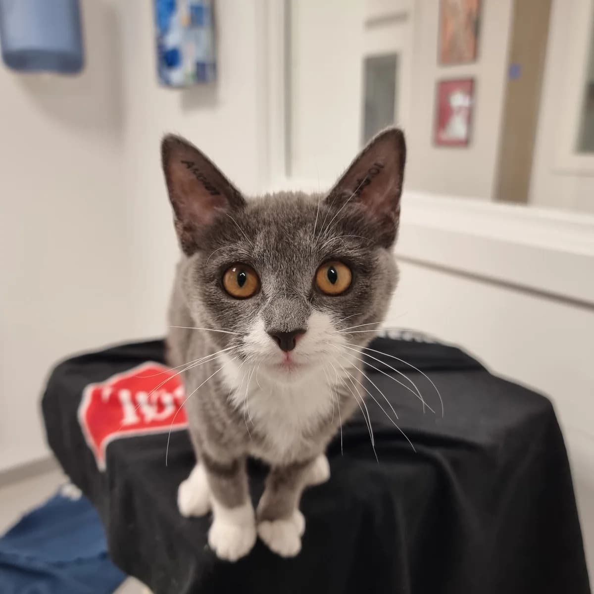 Helle Haleløs, female puppy Mixed Breed Cat for adoption at Kattens Vaern, Kattens Vaern