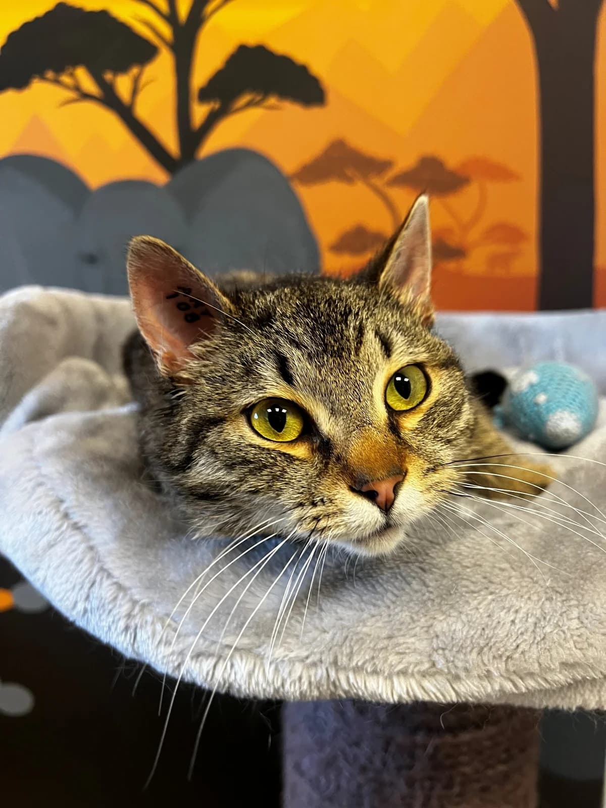 Matti, male 3yo Mixed Breed Cat for adoption at Kattens Vaern, Kattens Vaern