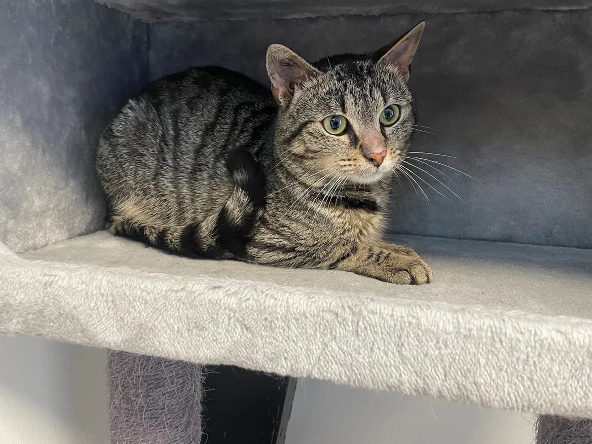 Jussi, male young mixed breed for adoption at Kattens Vaern, Kattens Vaern