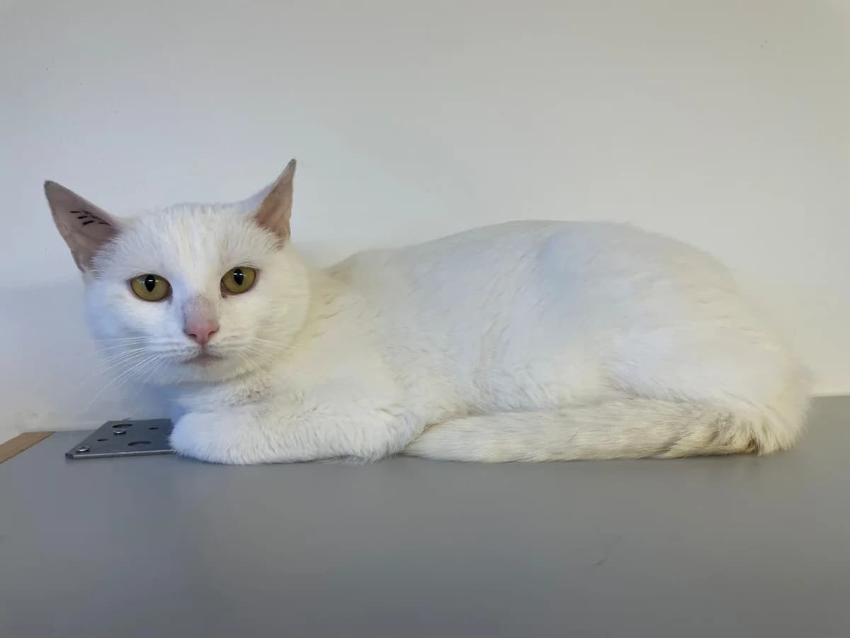 Blixen, female young mixed breed for adoption at Kattens Vaern, Kattens Vaern