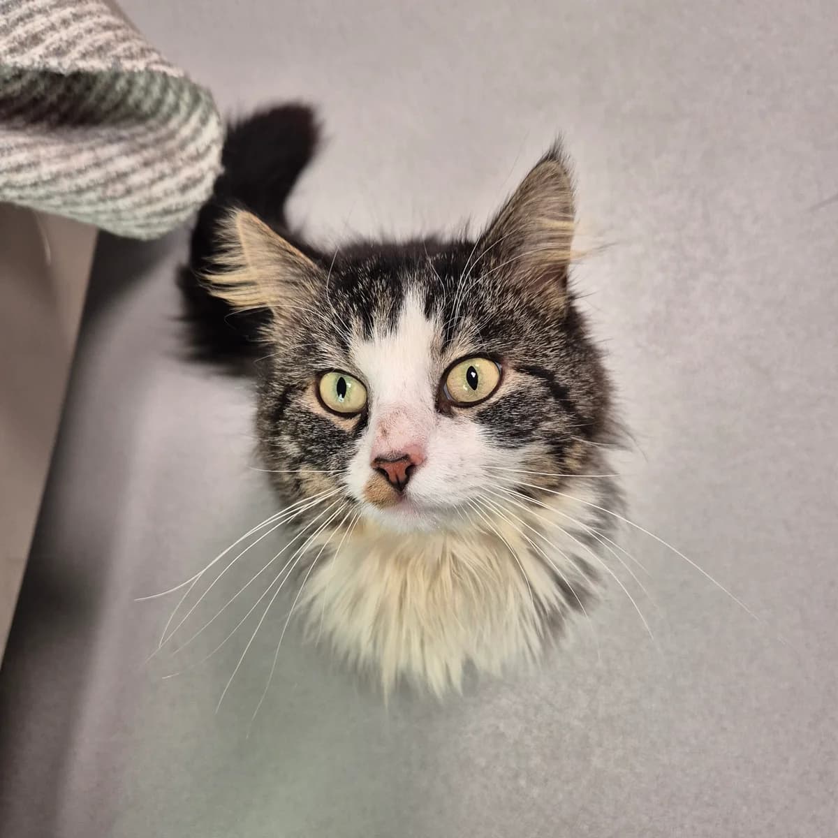 Mateo, male 3yo Mixed Breed Cat for adoption at Kattens Vaern, Kattens Vaern