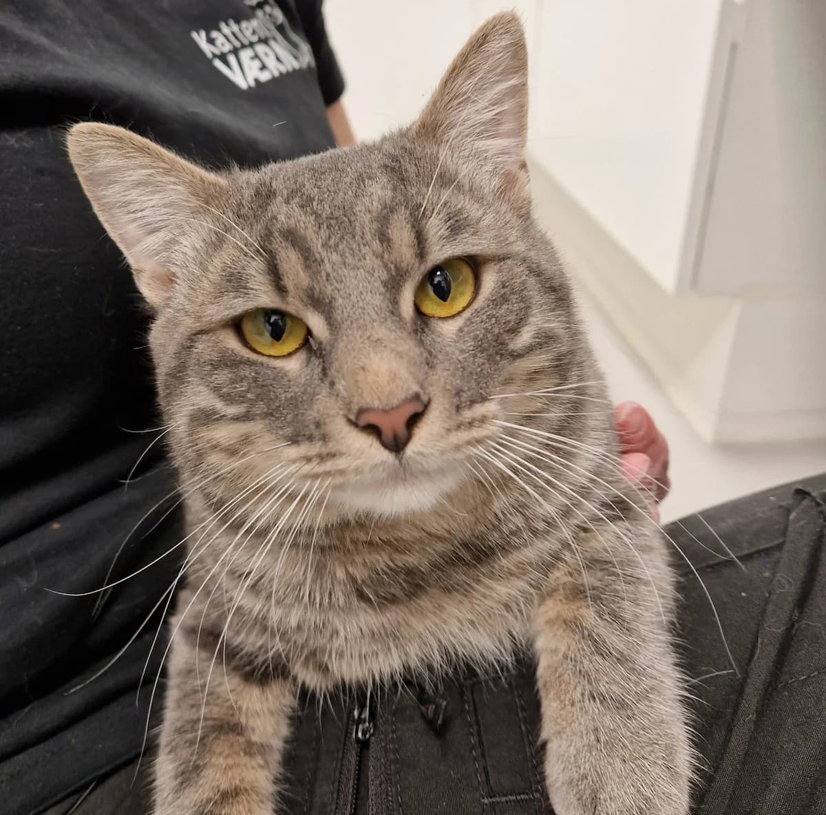 Mario, male 3yo Mixed Breed Cat for adoption at Kattens Vaern, Kattens Vaern