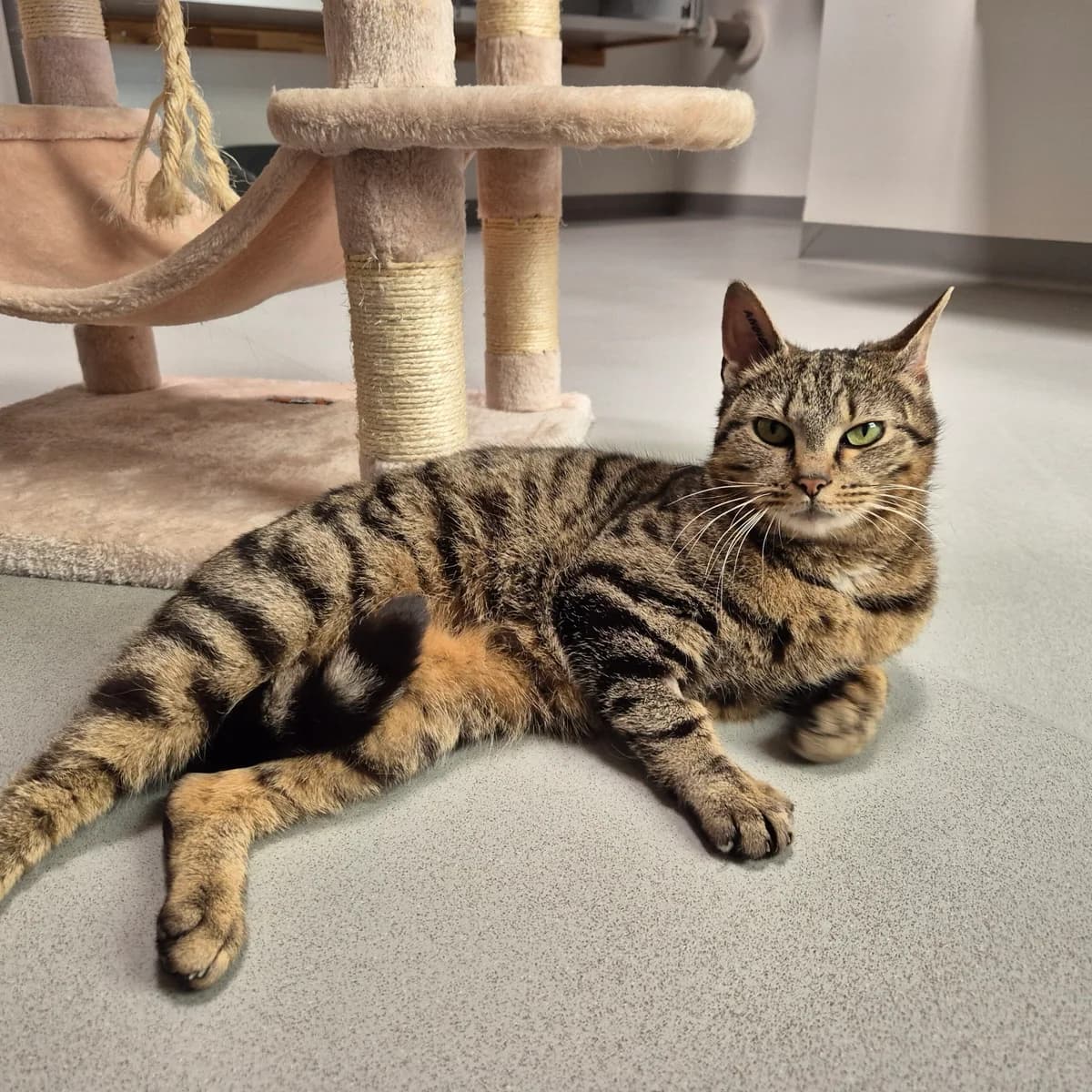 Susan, female 3yo Mixed Breed Cat for adoption at Kattens Vaern, Kattens Vaern
