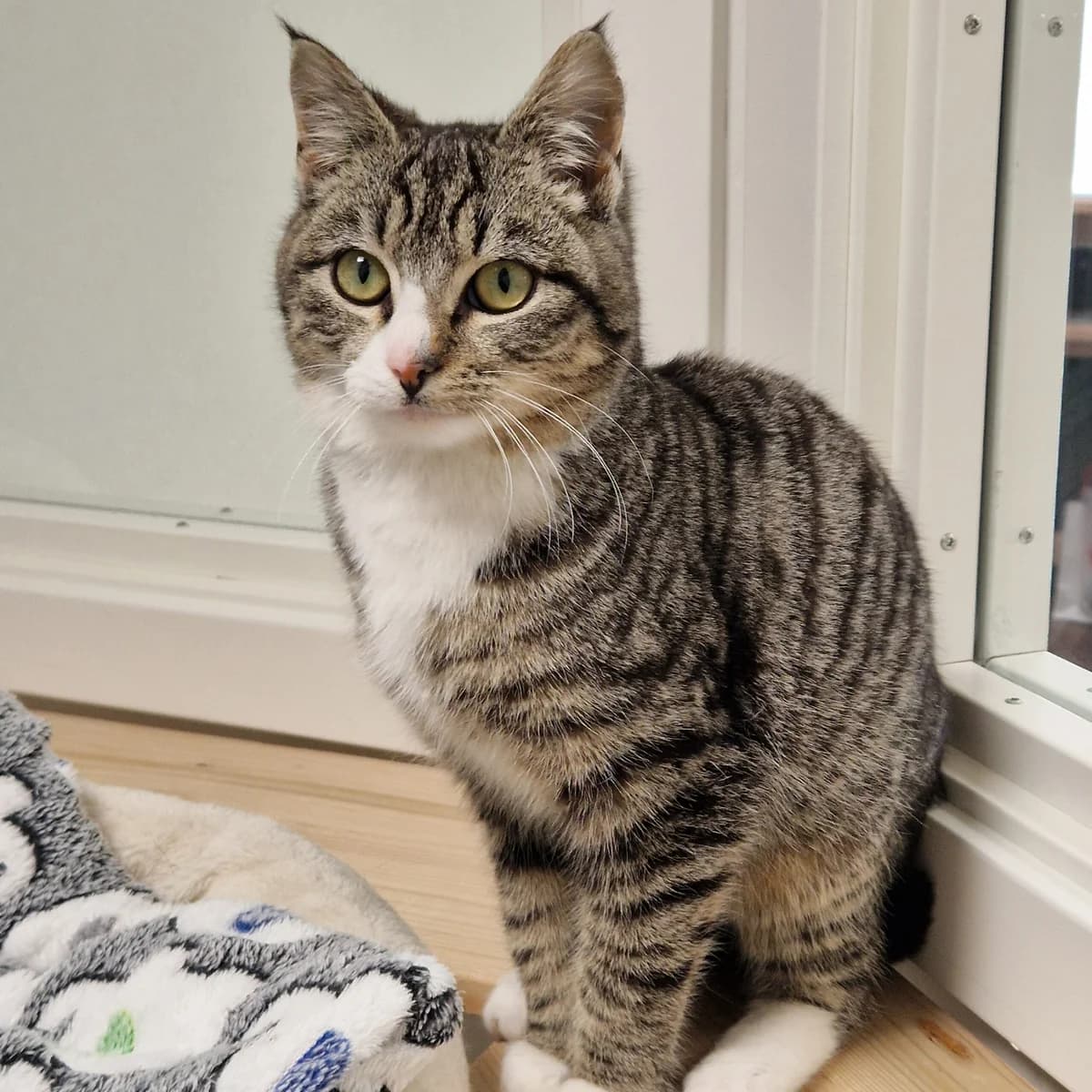 Columbus, male young mixed breed for adoption at Kattens Vaern, Kattens Vaern