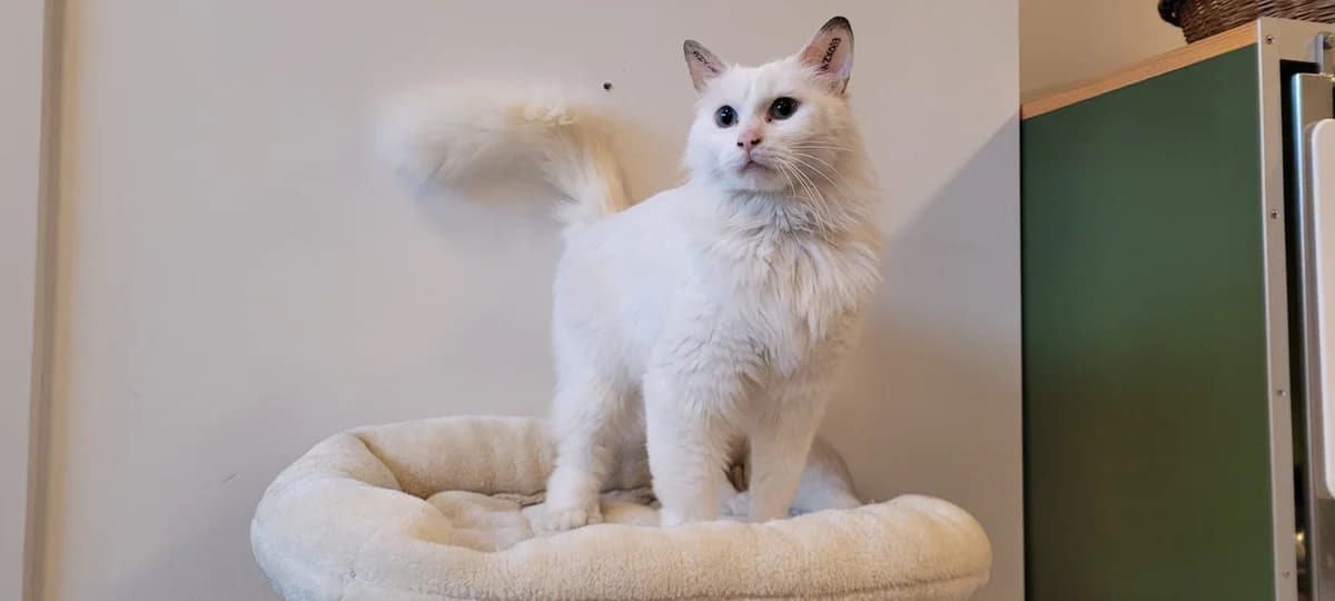 Fina, female 3yo Mixed Breed Cat for adoption at Kattens Vaern, Kattens Vaern