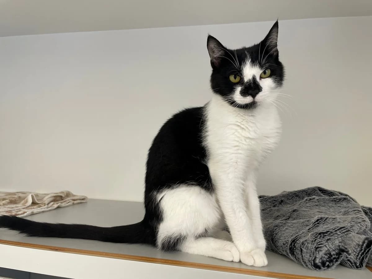 Medio, male 3yo Mixed Breed Cat for adoption at Kattens Vaern, Kattens Vaern