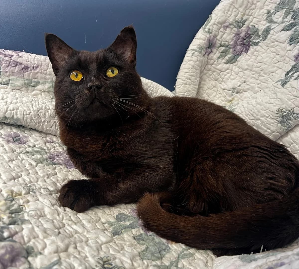 Romer, male 3yo Mixed Breed Cat for adoption at Kattens Vaern, Kattens Vaern