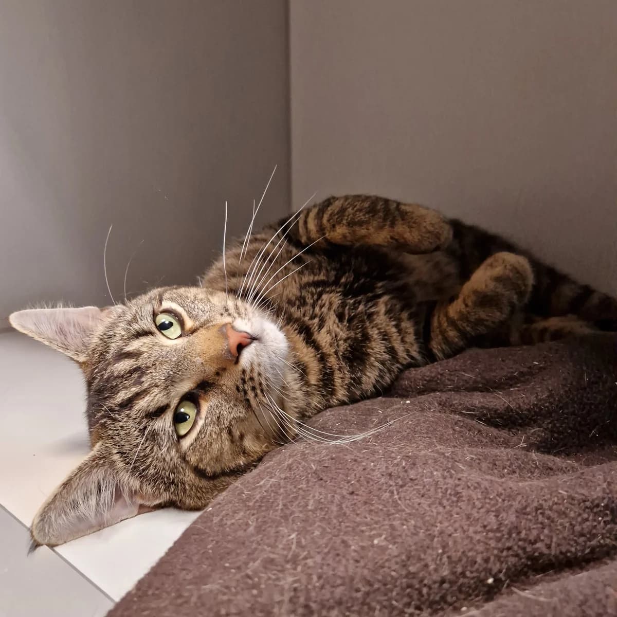 Karl Johan, male 3yo mixed breed for adoption at Kattens Vaern, Kattens Vaern