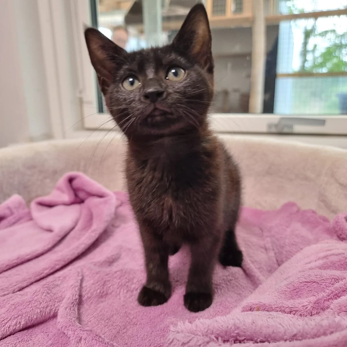 Dotty, puppy Mixed Breed Cat for adoption at Kattens Vaern, Kattens Vaern