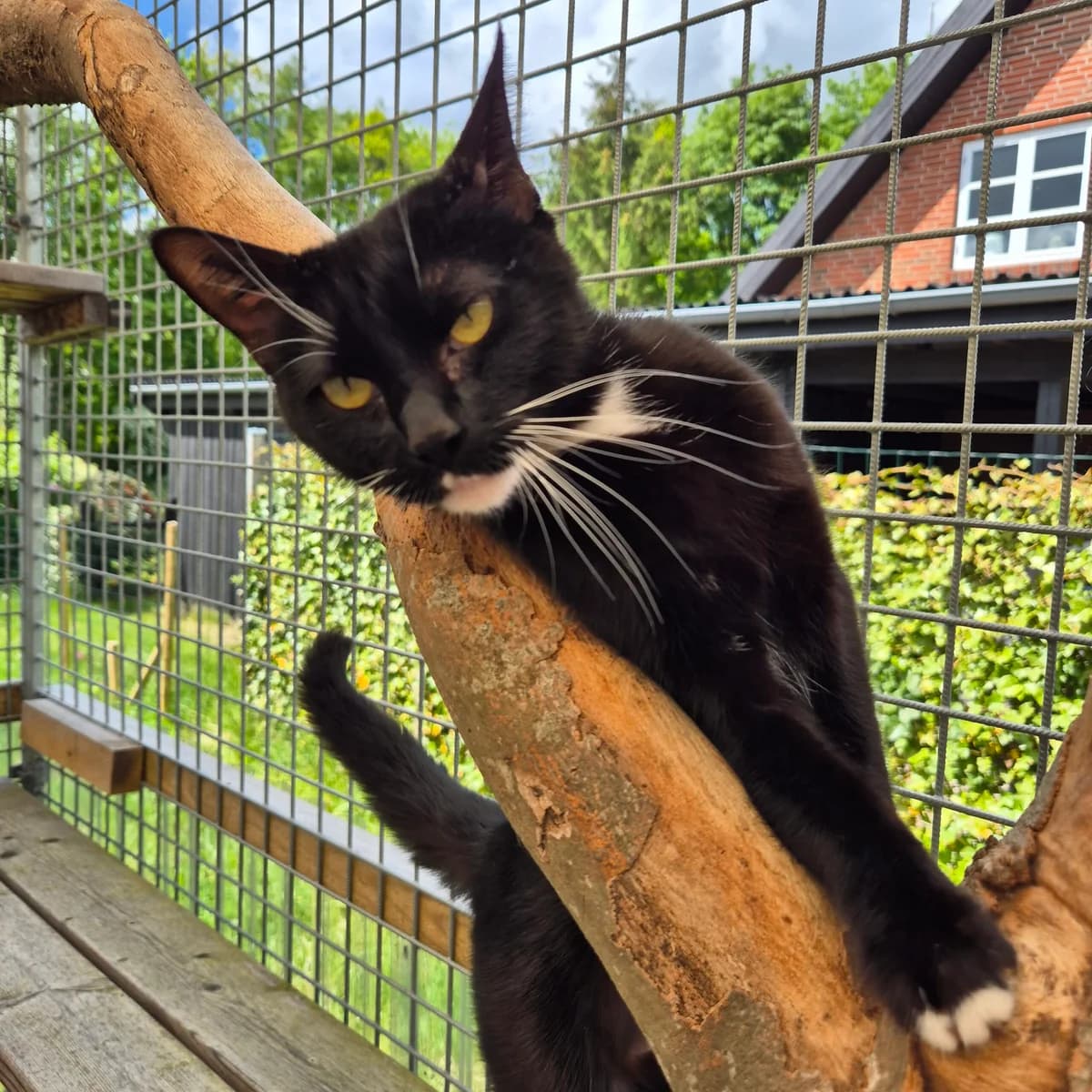 Dorthe, female 3yo Mixed Breed Cat for adoption at Kattens Vaern, Kattens Vaern