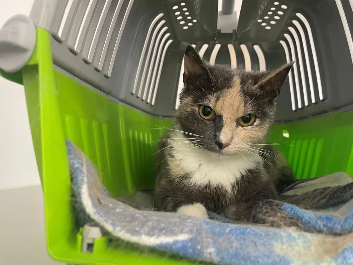 Femina, female 3yo Mixed Breed Cat for adoption at Kattens Vaern, Kattens Vaern