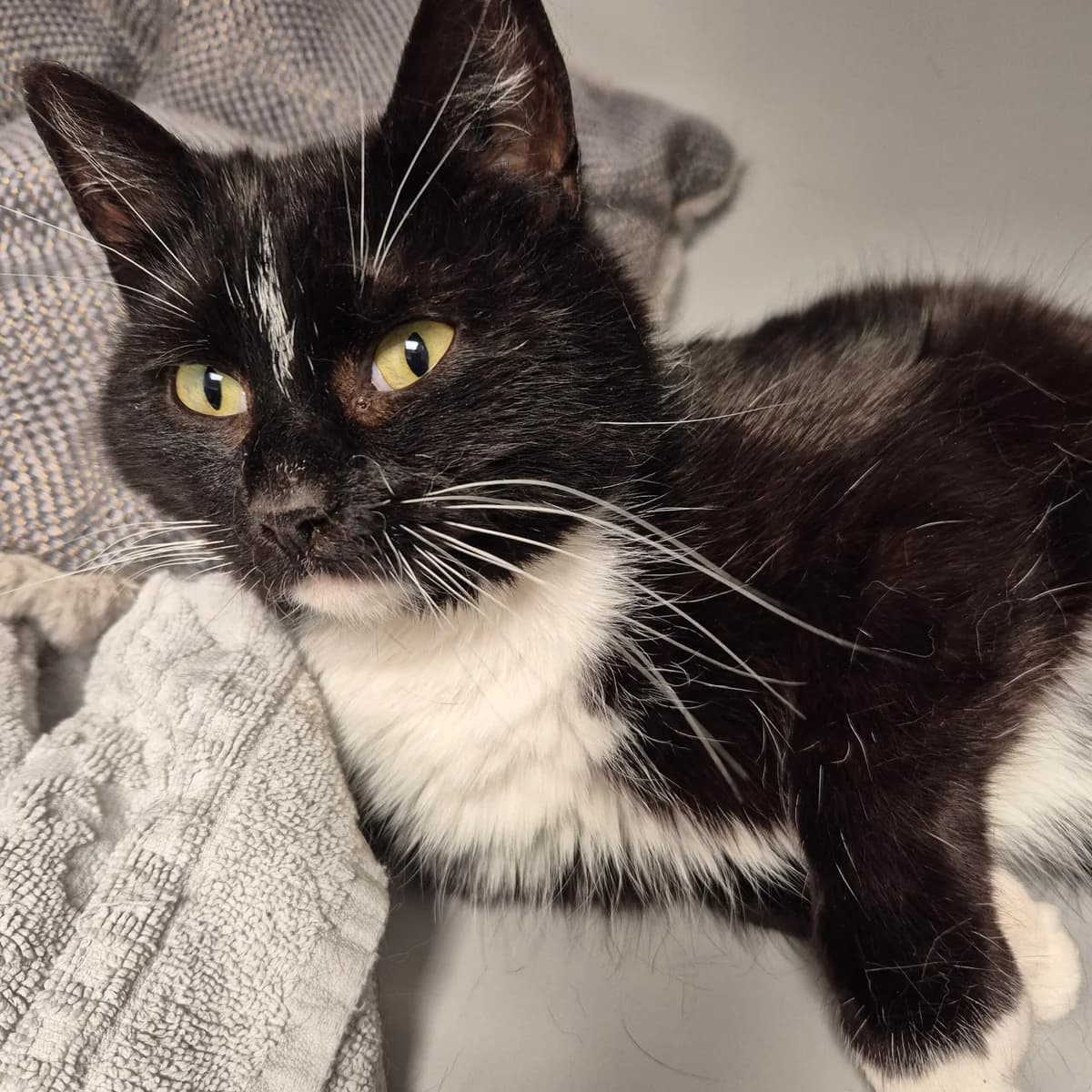 Polly, female 3yo Mixed Breed Cat for adoption at Kattens Vaern, Kattens Vaern