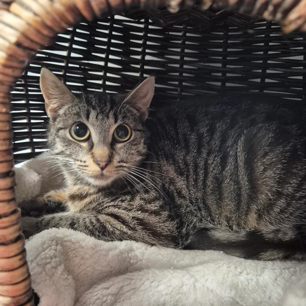 Gitta, female 3yo Mixed Breed Cat for adoption at Kattens Vaern, Kattens Vaern