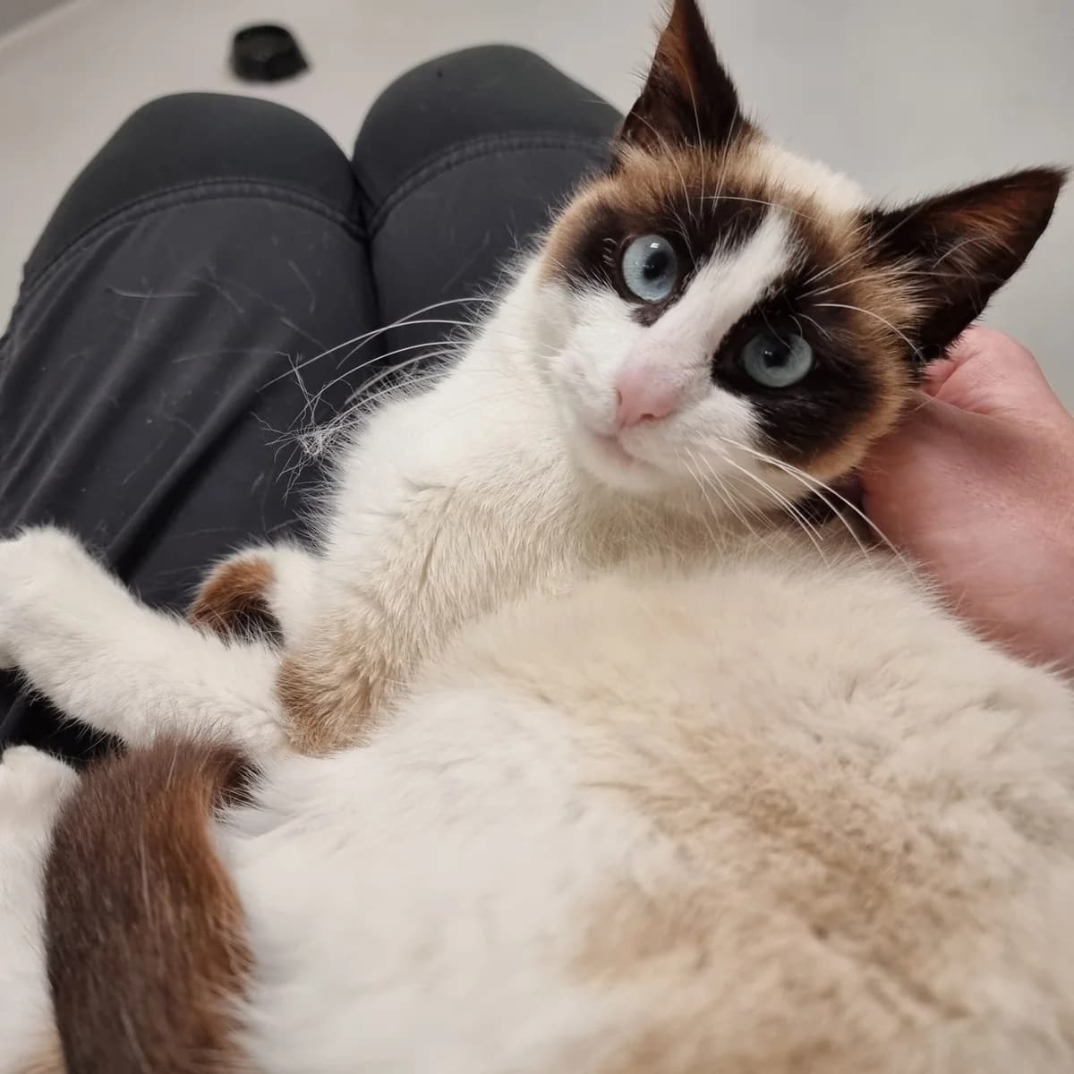 Tofu, female 3yo Mixed Breed Cat for adoption at Kattens Vaern, Kattens Vaern