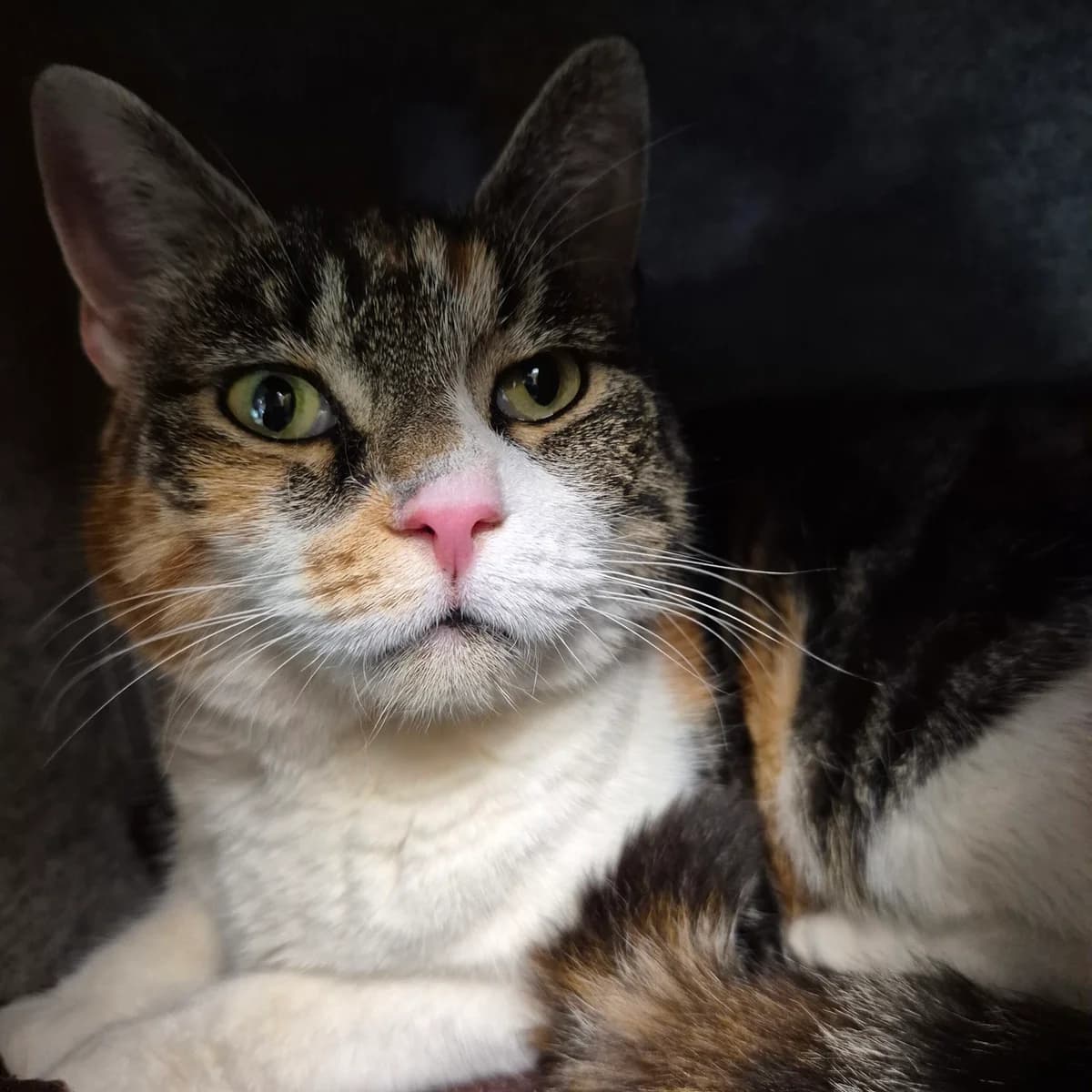 Minnie, female 3yo Mixed Breed Cat for adoption at Kattens Vaern, Kattens Vaern