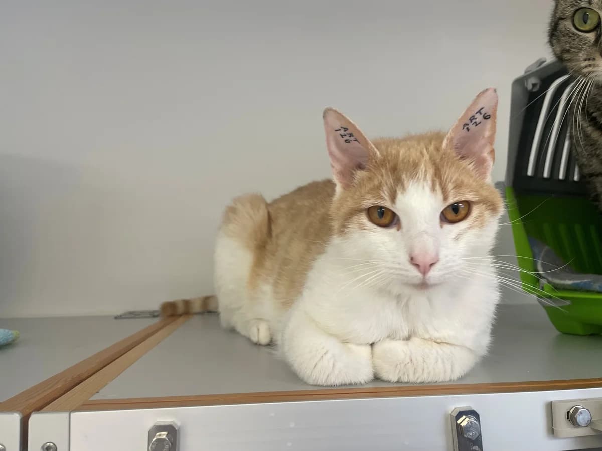 H.C, male 3yo Mixed Breed Cat for adoption at Kattens Vaern, Kattens Vaern