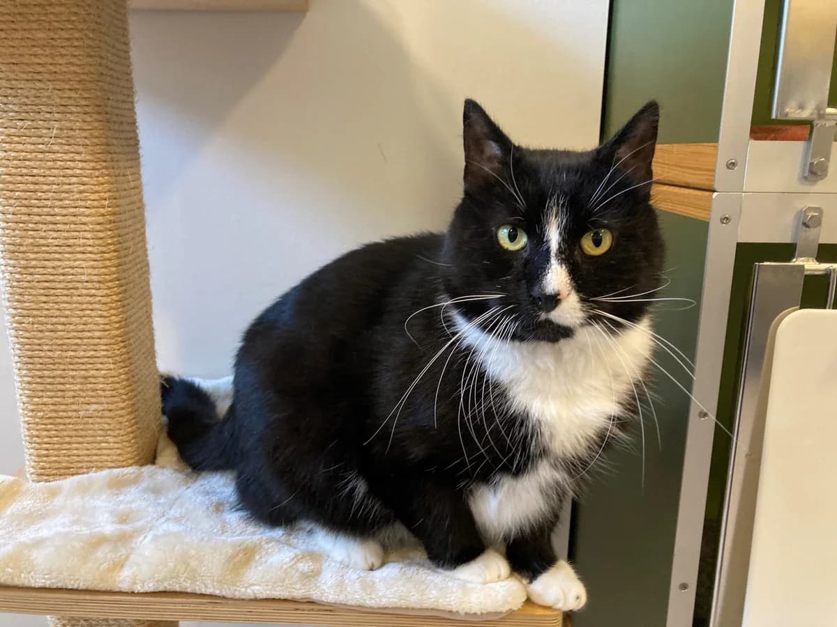 Sofus, Mixed Breed Cat (Kattens Vaern)