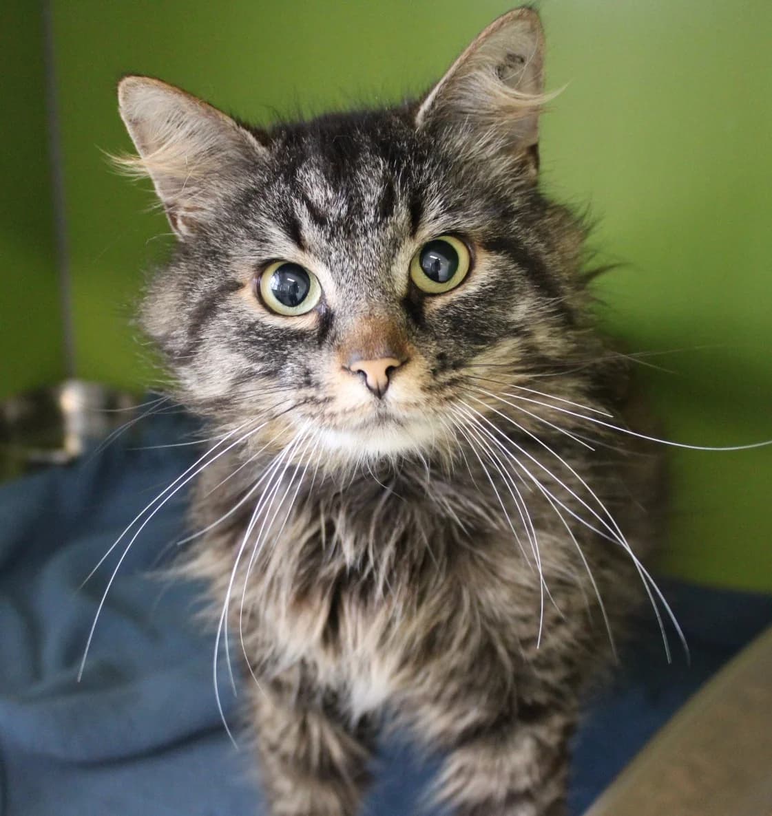 Toby, male 3yo Mixed Breed Cat for adoption at Kattens Vaern, Kattens Vaern