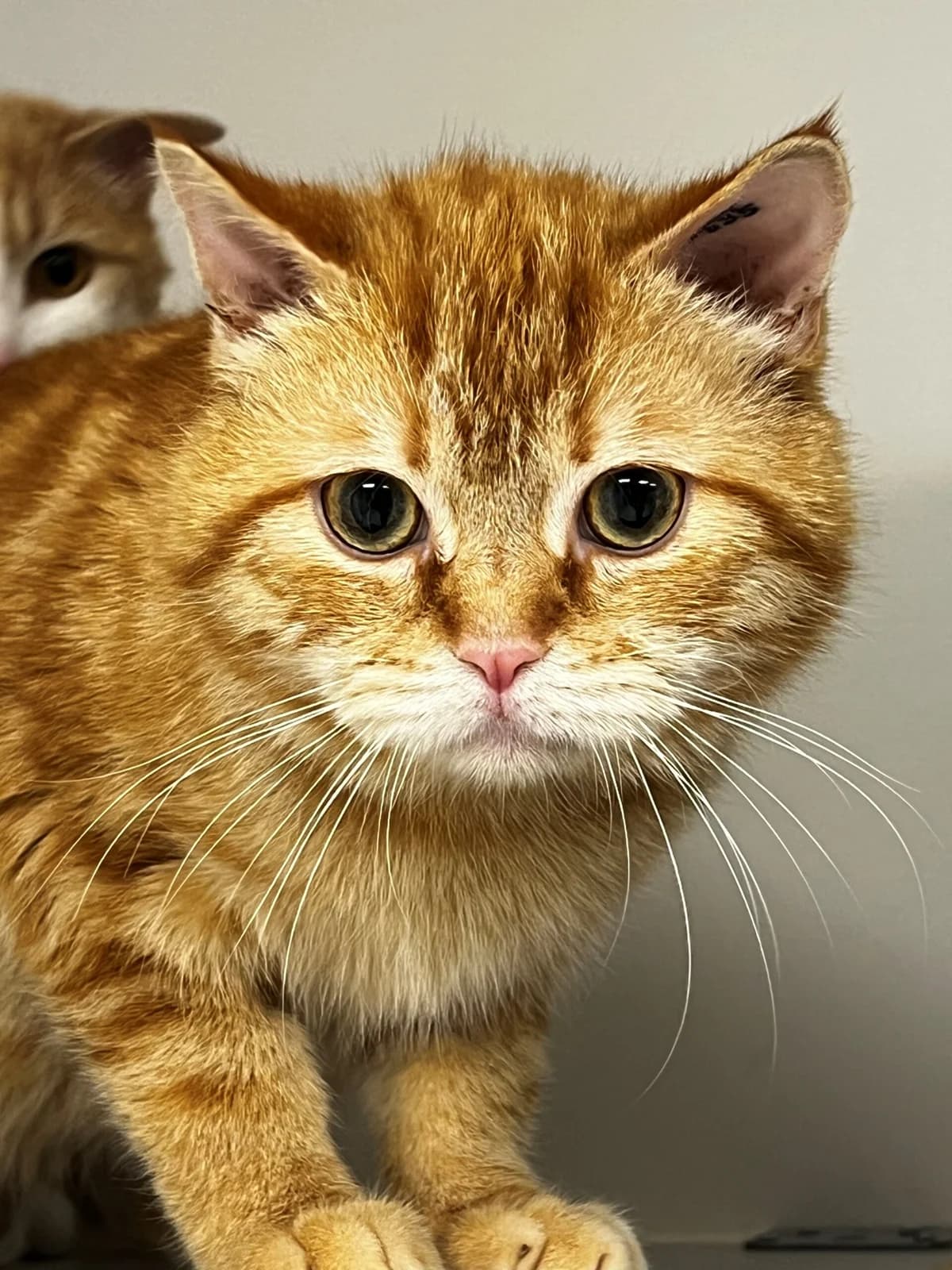 Dalby, male 3yo Mixed Breed Cat for adoption at Kattens Vaern, Kattens Vaern
