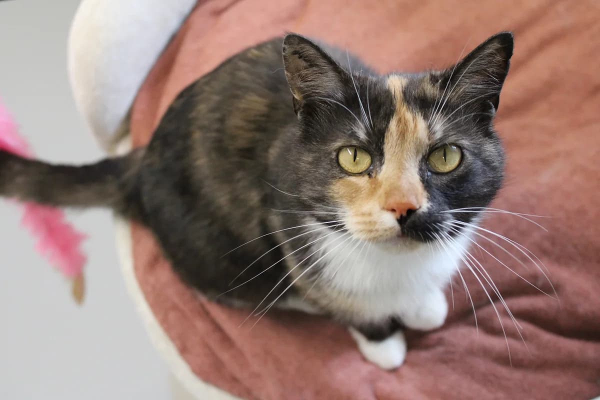 Kirsten Lund, female 3yo Mixed Breed Cat for adoption at Kattens Vaern, Kattens Vaern