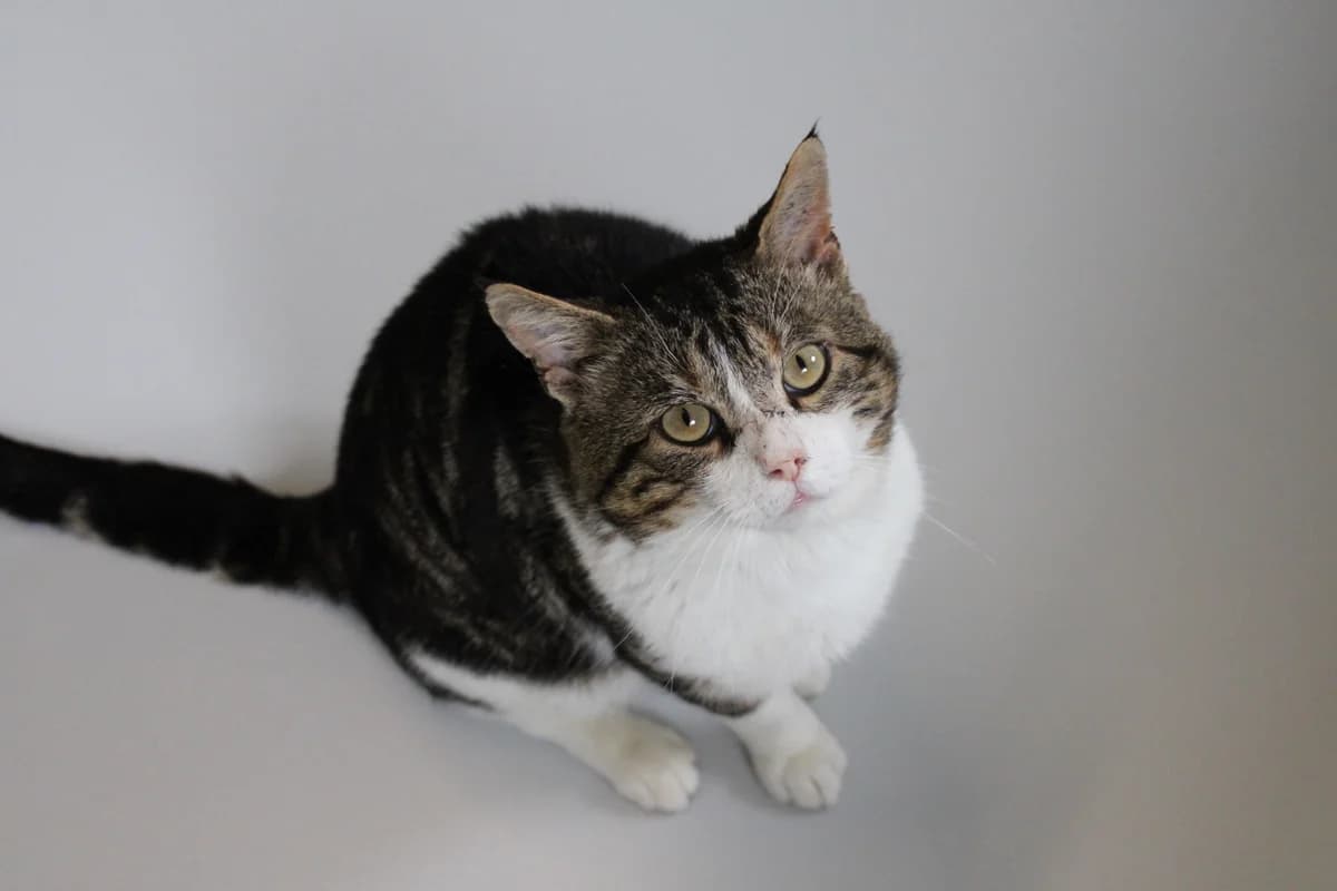 Arnold, male 3yo mixed breed for adoption at Kattens Vaern, Kattens Vaern