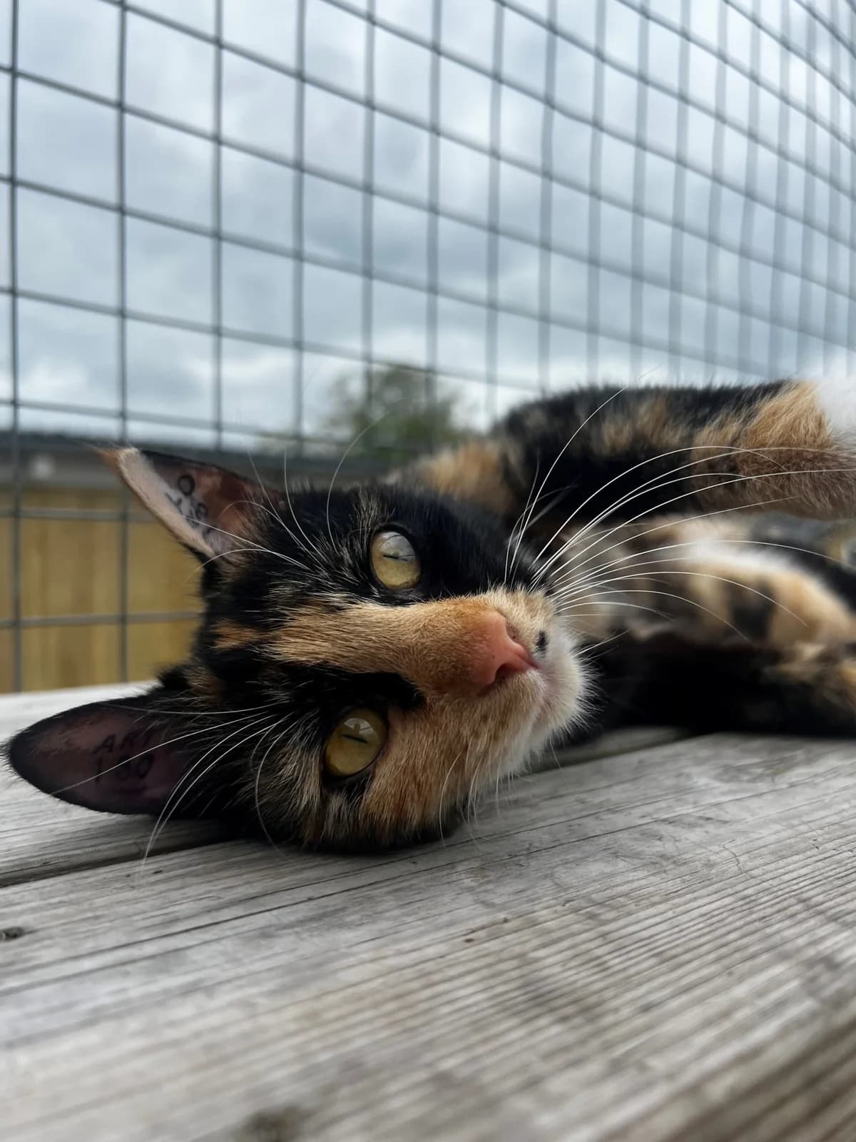 Nima, female young mixed breed for adoption at Kattens Vaern, Kattens Vaern