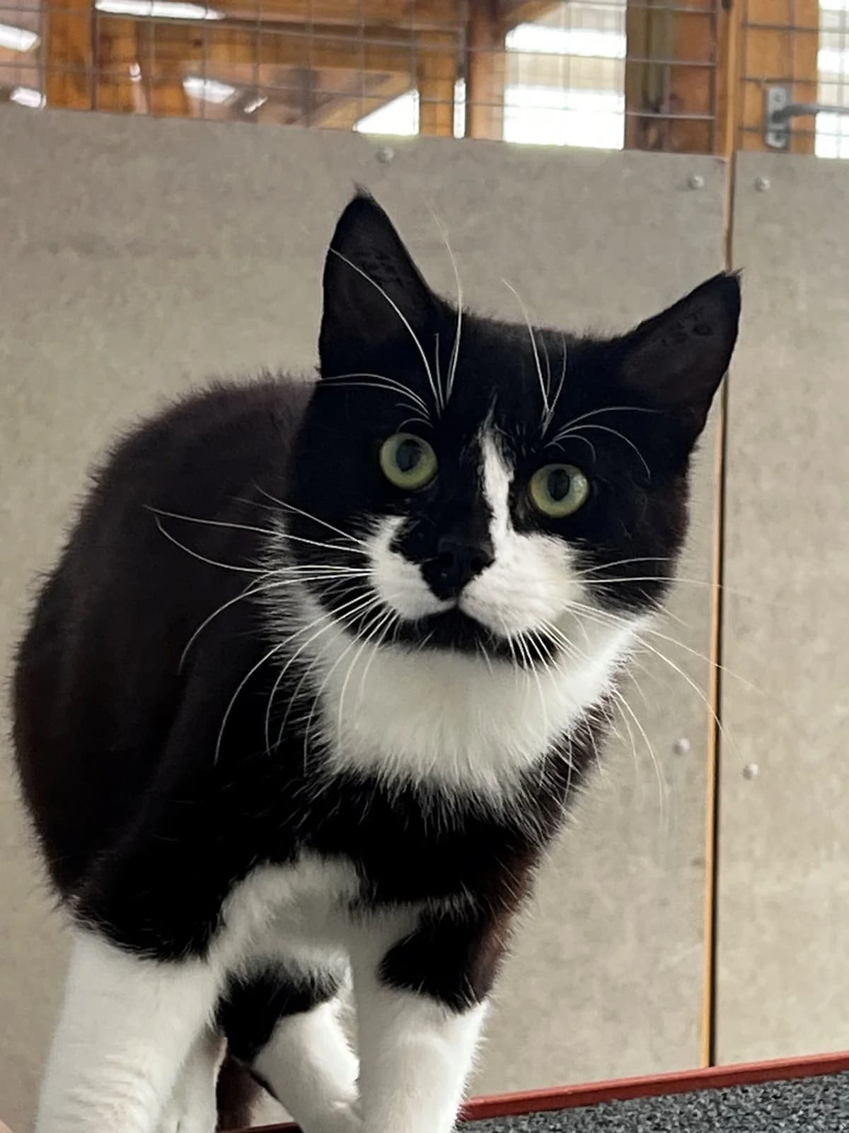 Fuzzy, male 3yo Mixed Breed Cat for adoption at Kattens Vaern, Kattens Vaern