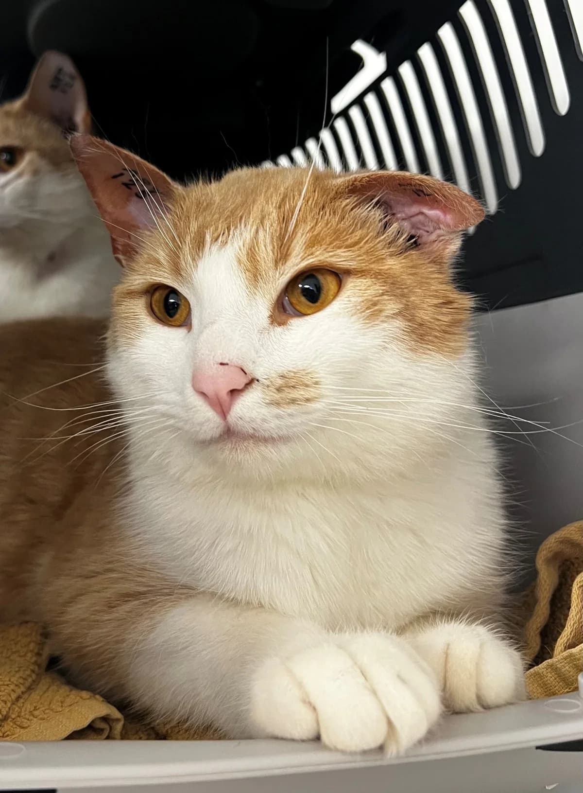 Høeg, male 3yo Mixed Breed Cat for adoption at Kattens Vaern, Kattens Vaern