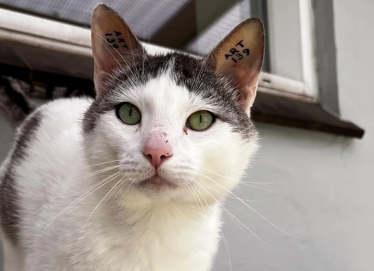 Silver, male 3yo Mixed Breed Cat for adoption at Kattens Vaern, Kattens Vaern