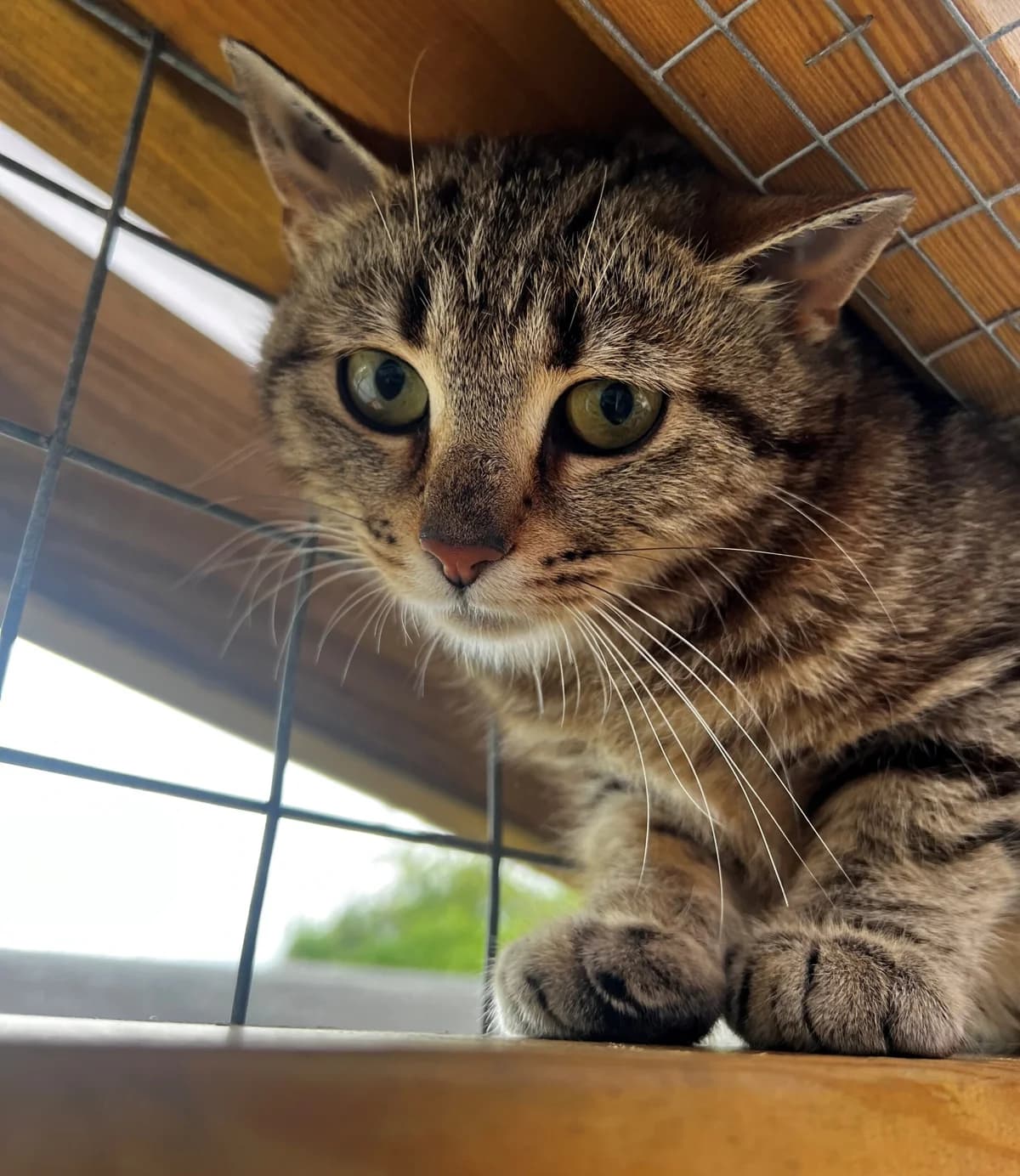 Zaza, female young mixed breed for adoption at Kattens Vaern, Kattens Vaern