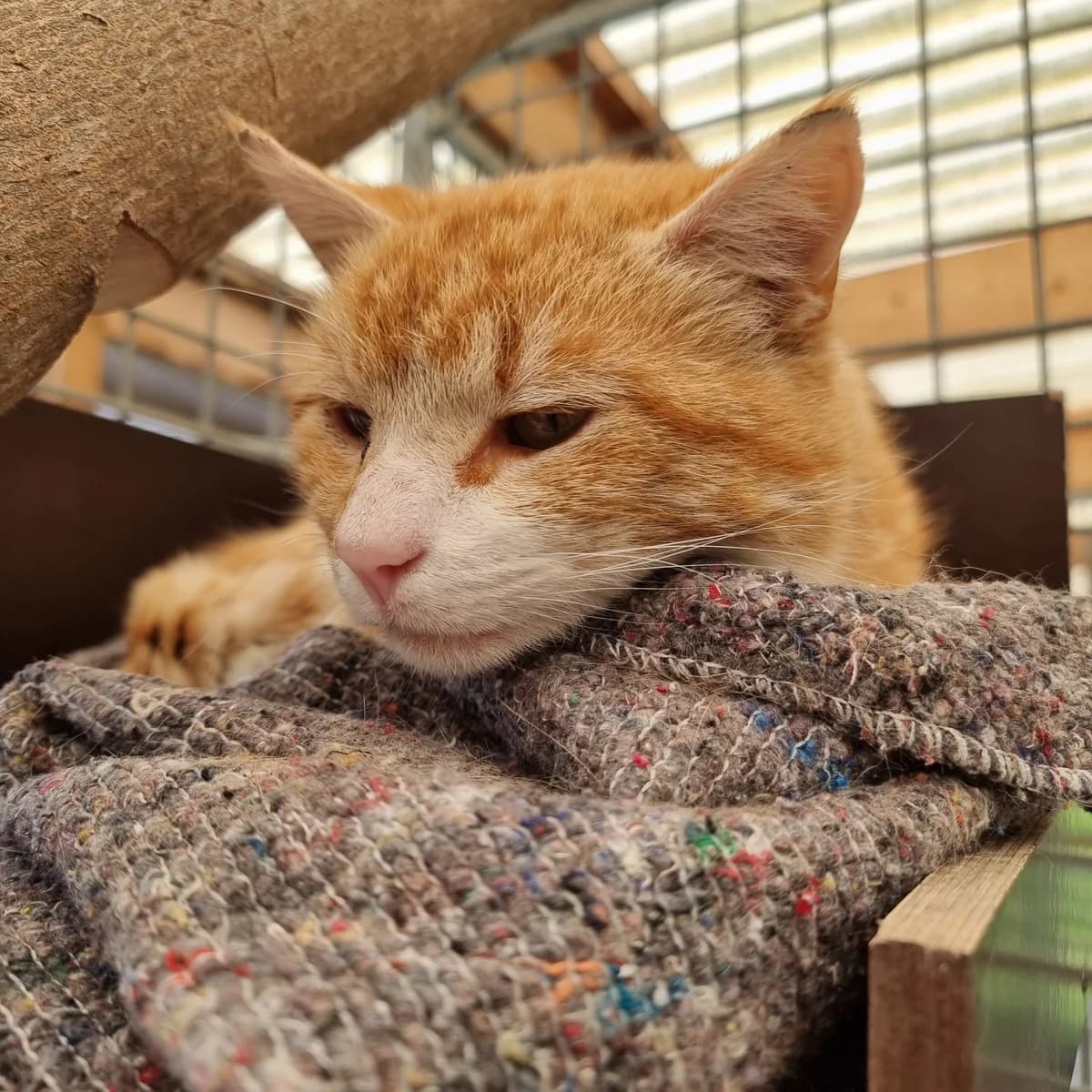 Archie, male 3yo Mixed Breed Cat for adoption at Kattens Vaern, Kattens Vaern