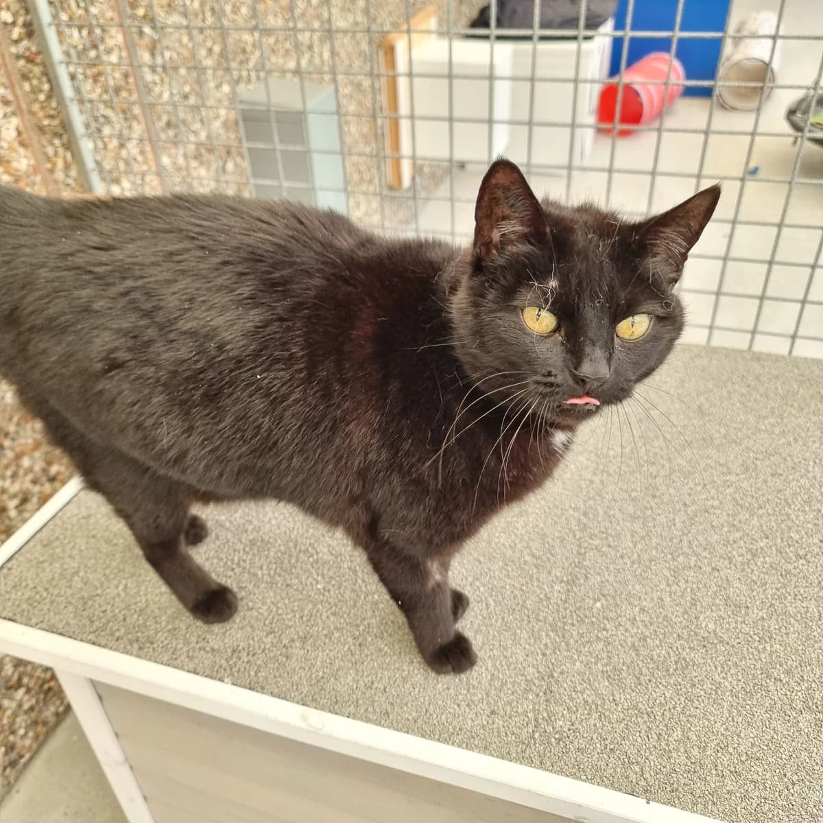 Miv, female senior Mixed Breed Cat for adoption at Kattens Vaern, Kattens Vaern