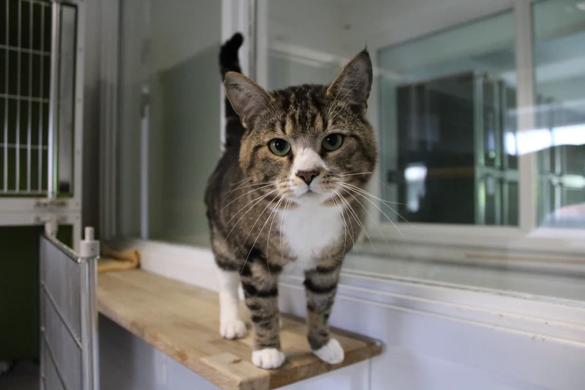 Ronnie, male 3yo Mixed Breed Cat for adoption at Kattens Vaern, Kattens Vaern