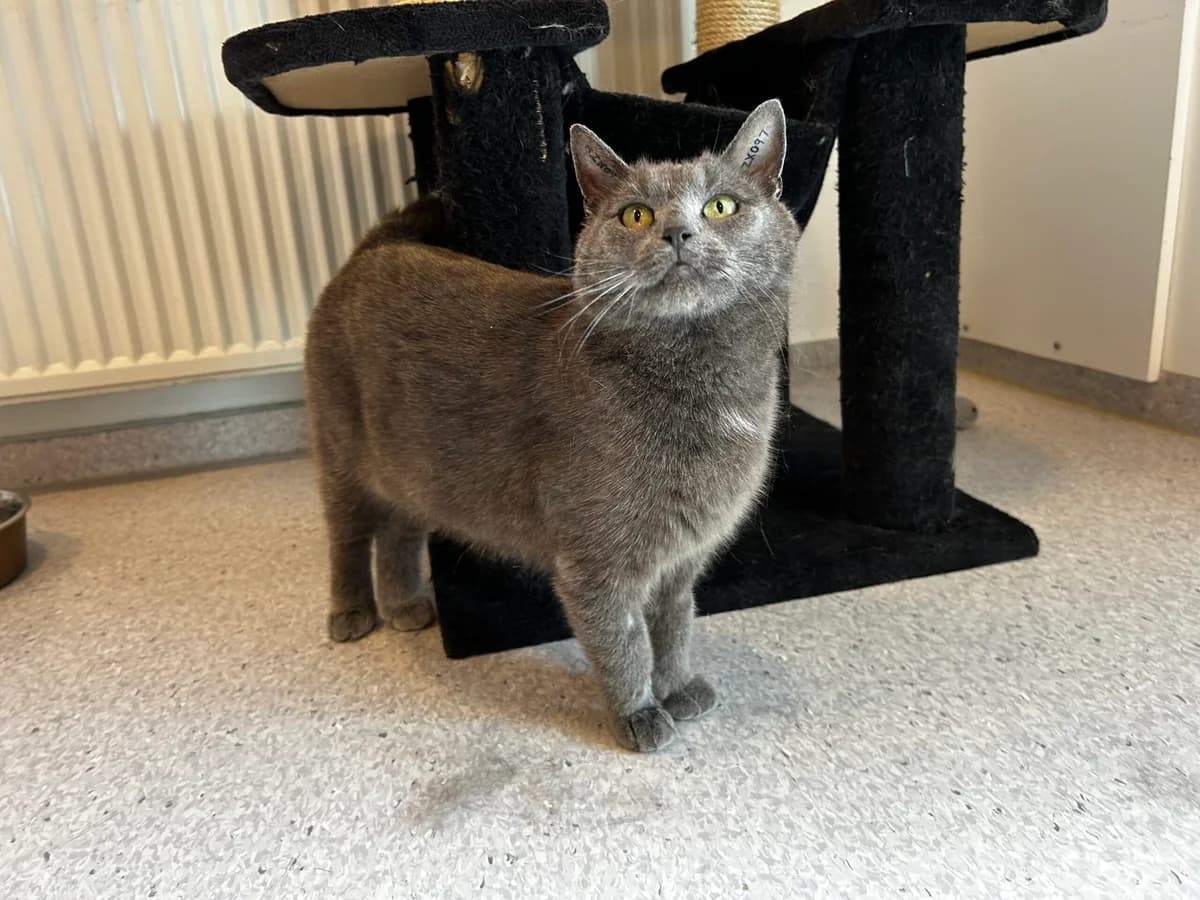 Madam Blå, female 3yo Mixed Breed Cat for adoption at Kattens Vaern, Kattens Vaern