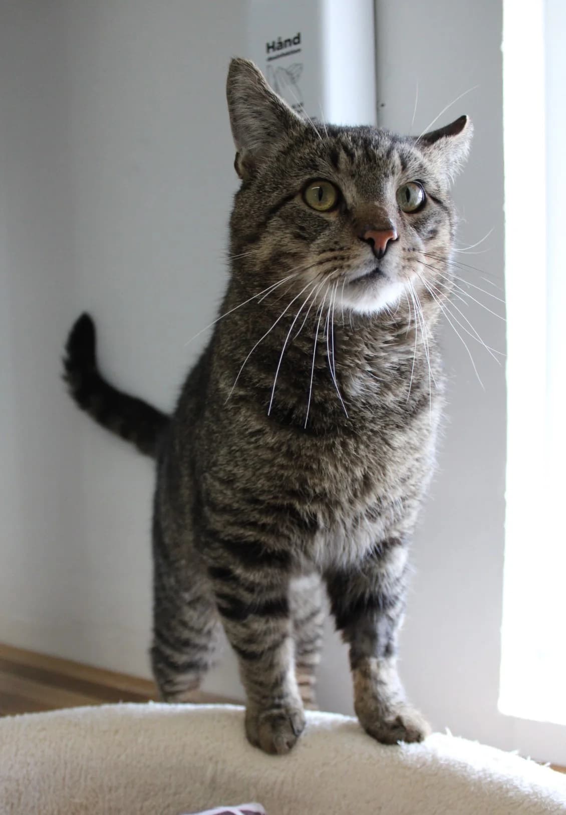 Olli, male 3yo Mixed Breed Cat for adoption at Kattens Vaern, Kattens Vaern