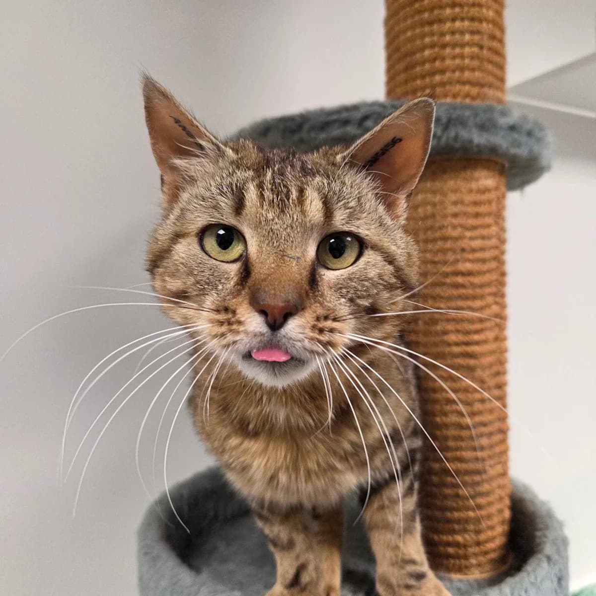 Todd, male 3yo Mixed Breed Cat for adoption at Kattens Vaern, Kattens Vaern