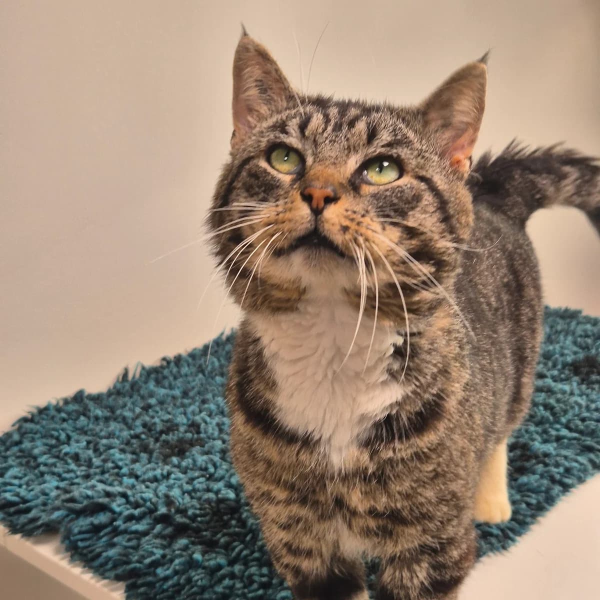 Herman, male 3yo Mixed Breed Cat for adoption at Kattens Vaern, Kattens Vaern