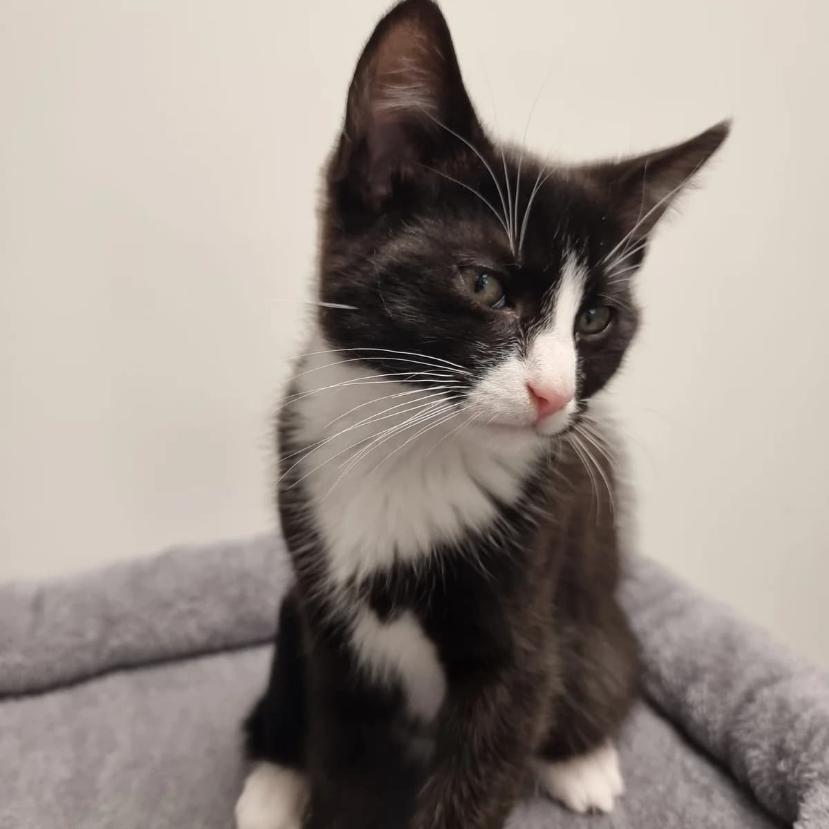 Valder, male puppy Mixed Breed Cat for adoption at Kattens Vaern, Kattens Vaern