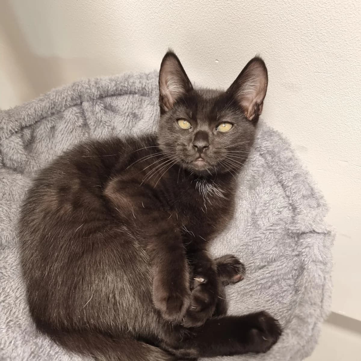Viggo, male puppy Mixed Breed Cat for adoption at Kattens Vaern, Kattens Vaern