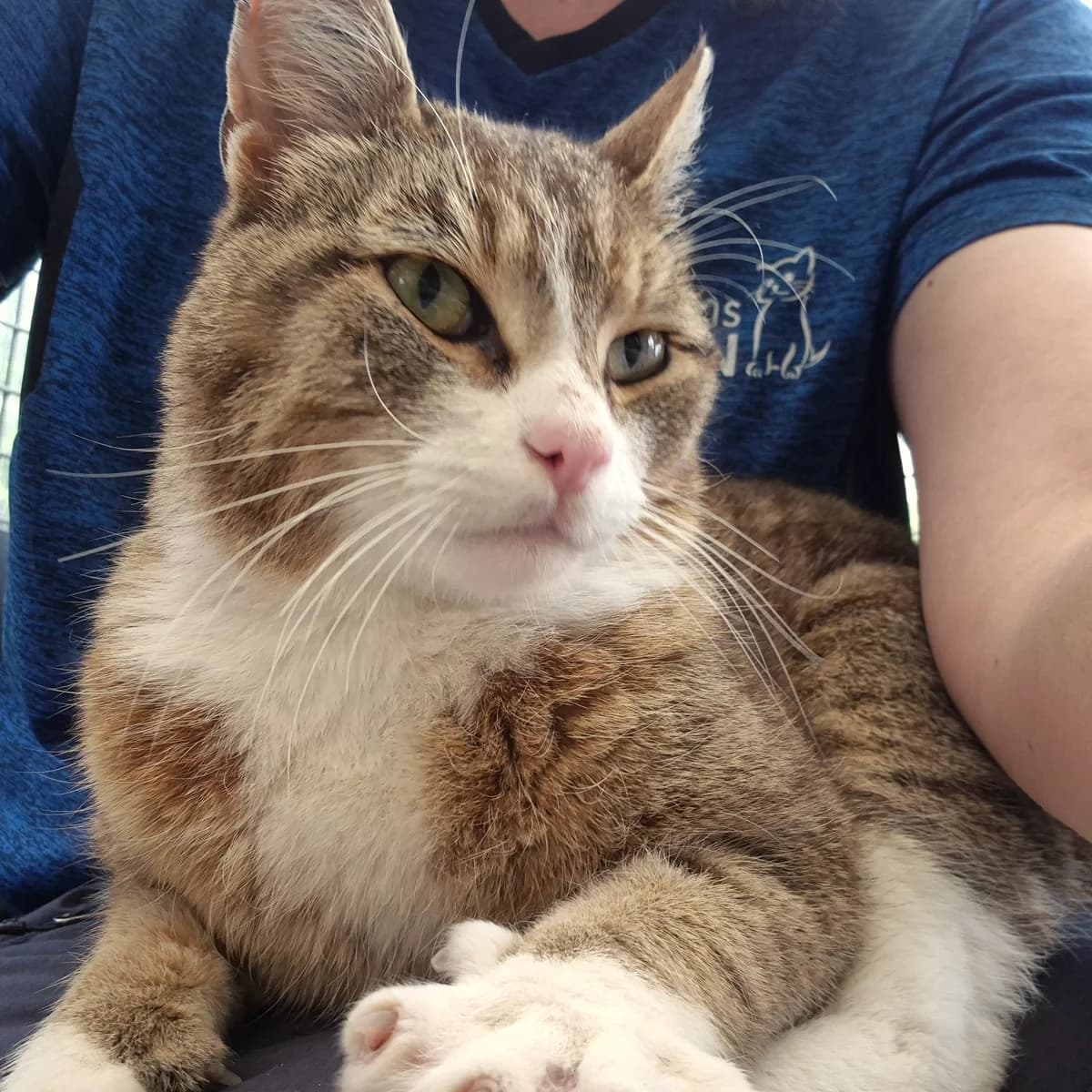 Marvyn, male 3yo Mixed Breed Cat for adoption at Kattens Vaern, Kattens Vaern