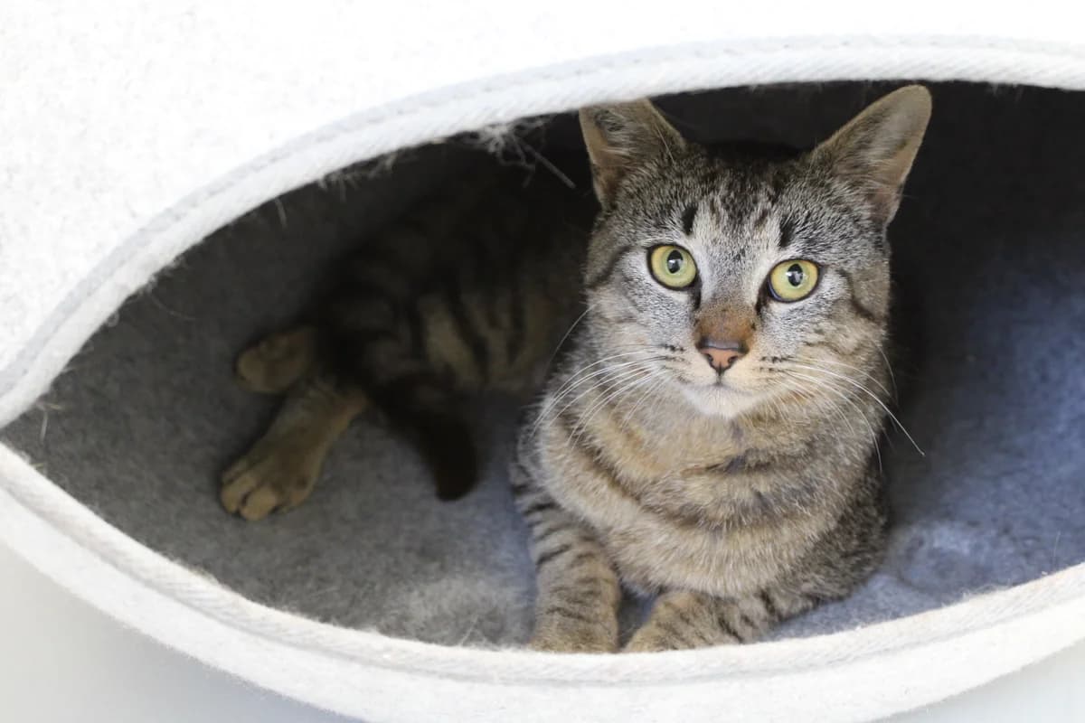 Douglas, male 3yo Mixed Breed Cat for adoption at Kattens Vaern, Kattens Vaern
