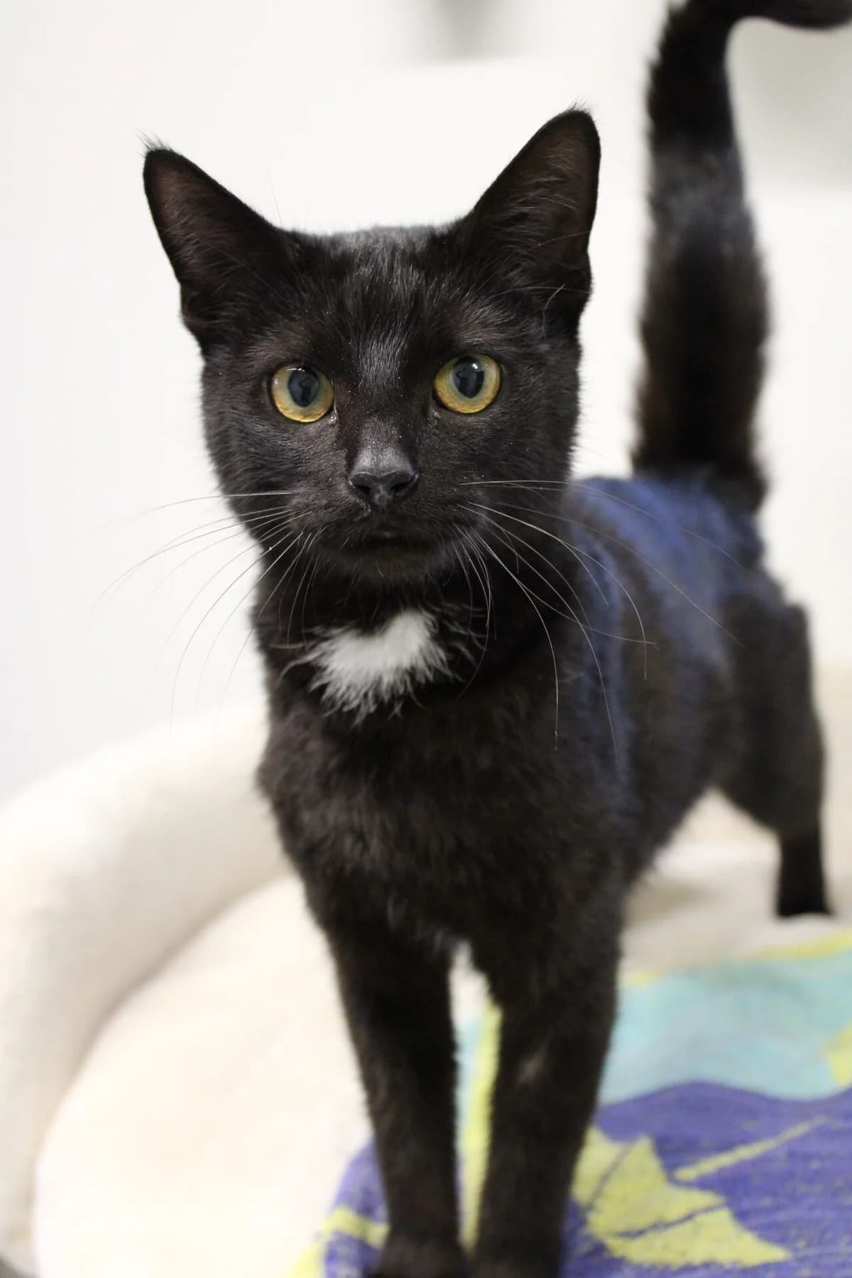 Nero, female young mixed breed for adoption at Kattens Vaern, Kattens Vaern