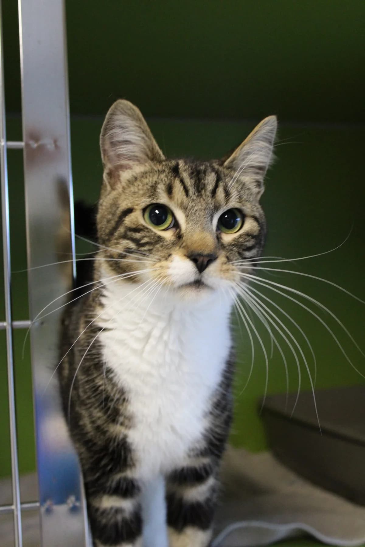 Torben, male 3yo Mixed Breed Cat for adoption at Kattens Vaern, Kattens Vaern