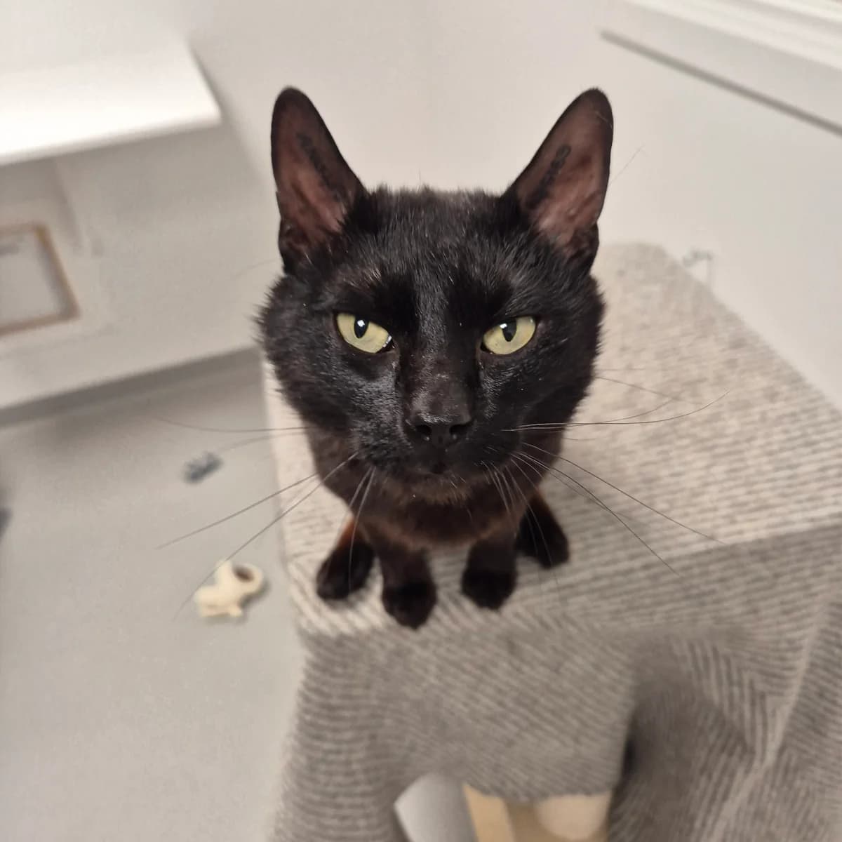Igor, male 3yo Mixed Breed Cat for adoption at Kattens Vaern, Kattens Vaern