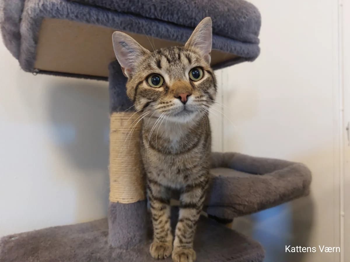 Steffen, male 3yo Mixed Breed Cat for adoption at Kattens Vaern, Kattens Vaern